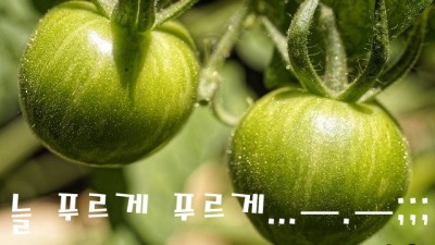 늘푸르게푸르게